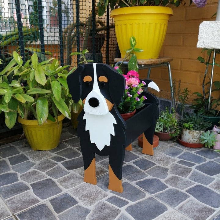 Balcony Courtyard Garden Outdoor Indoor Cute Bernese