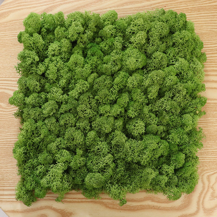 Mossy Wall For Home And Office Decoration